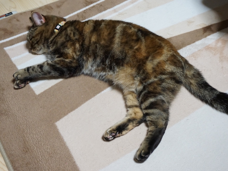 f:id:A-chi:20180322014720j:image:w490