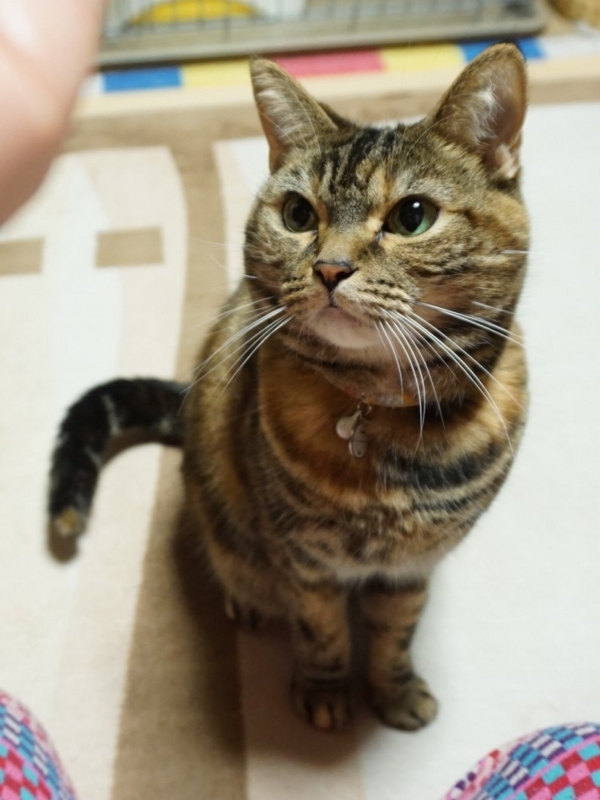 f:id:A-chi:20180323021703j:image:w420