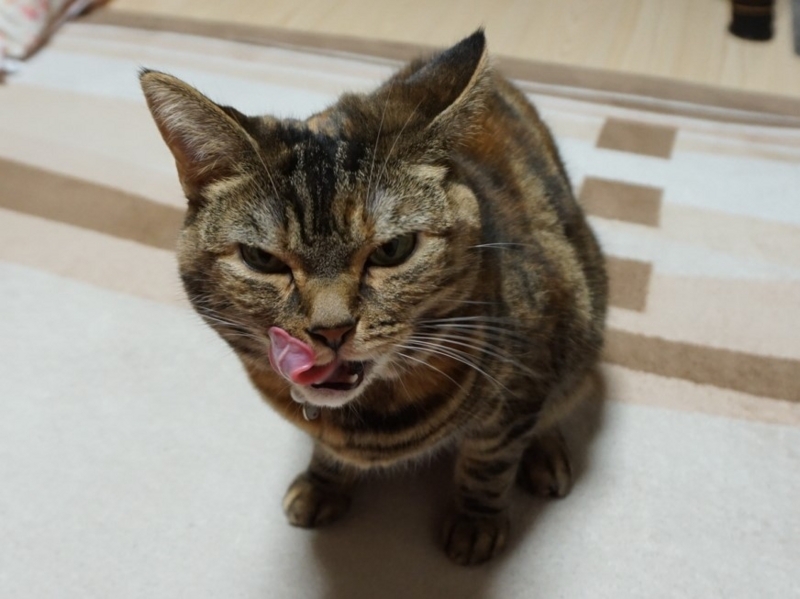 f:id:A-chi:20180401025710j:image:w490