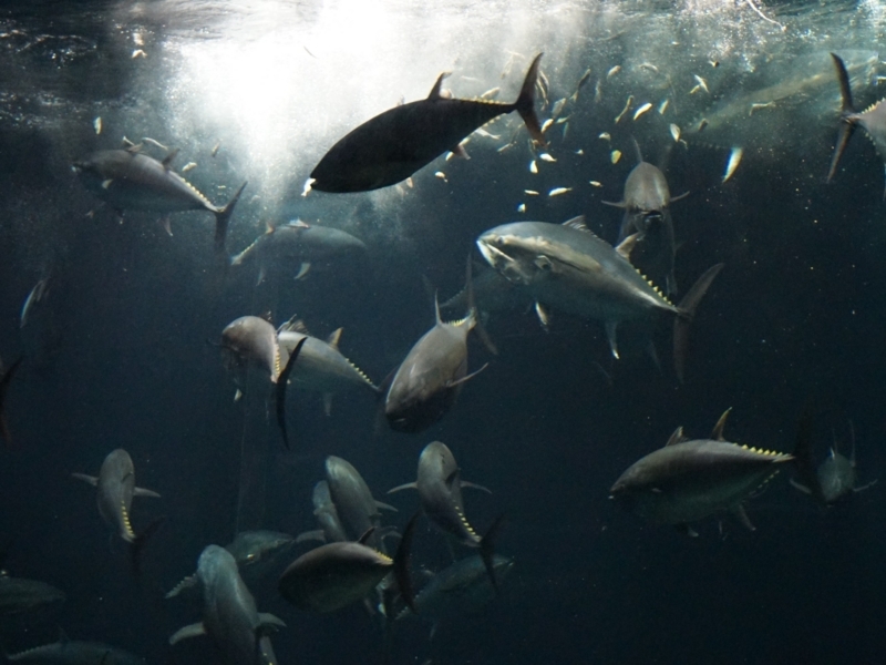 f:id:A-chi:20180405012437j:image:w490 f:id:A-chi:20180405012437j:image:w490