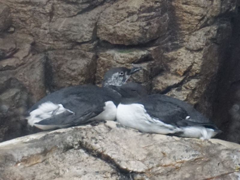 f:id:A-chi:20180405012451j:image:w490 f:id:A-chi:20180405012451j:image:w490