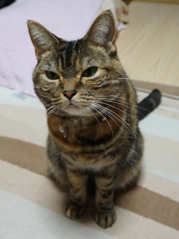 f:id:A-chi:20180507021441j:image:w420