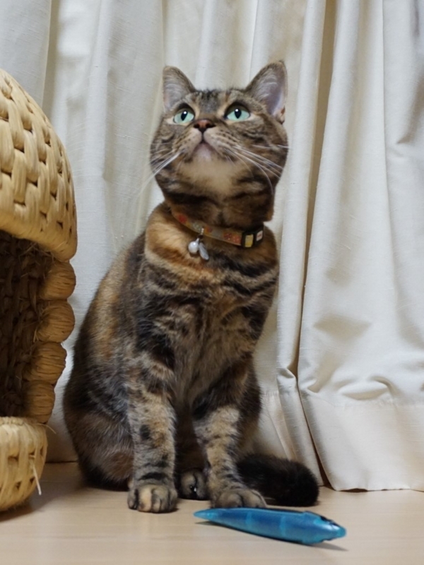 f:id:A-chi:20180527021252j:image:w420