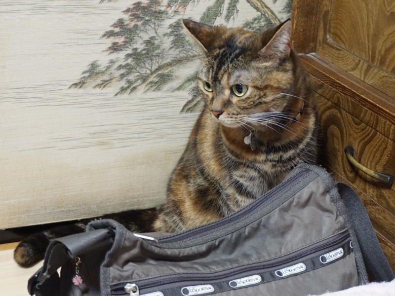 f:id:A-chi:20180710021909j:image:w490