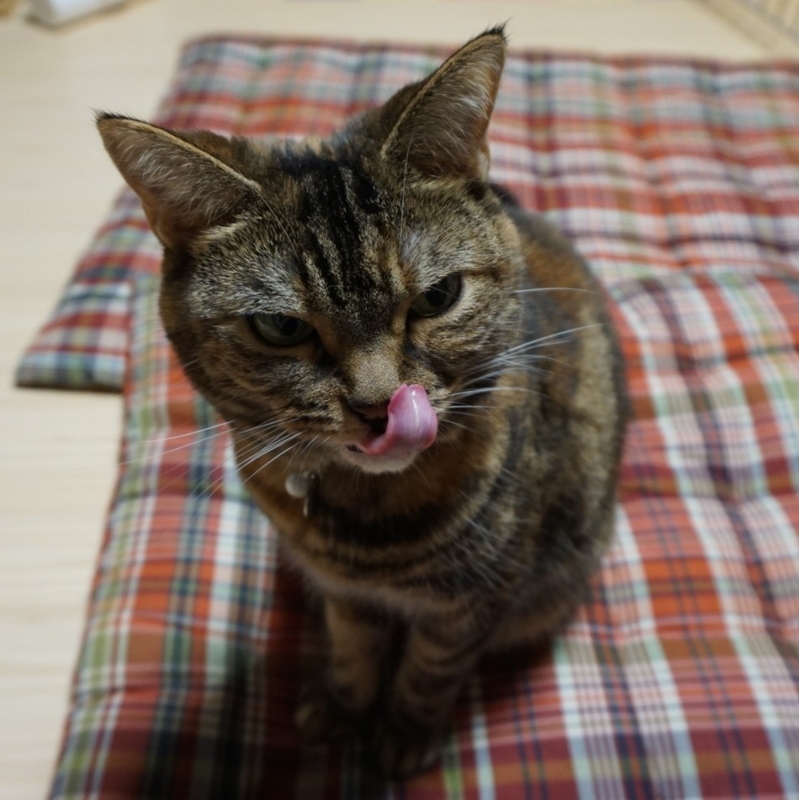 f:id:A-chi:20180713020749j:image:w470