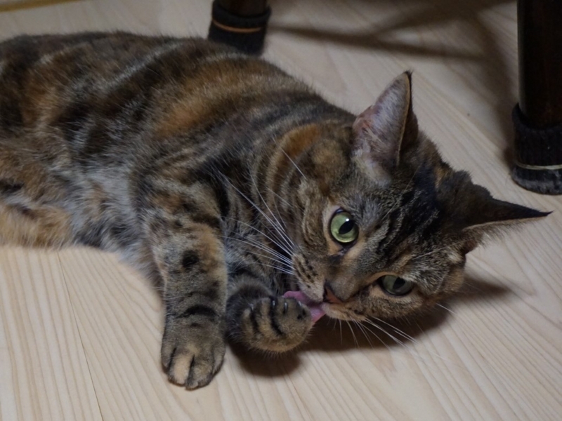 f:id:A-chi:20180719021210j:image:w490