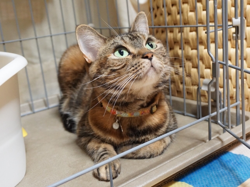 f:id:A-chi:20180724034454j:image:w490