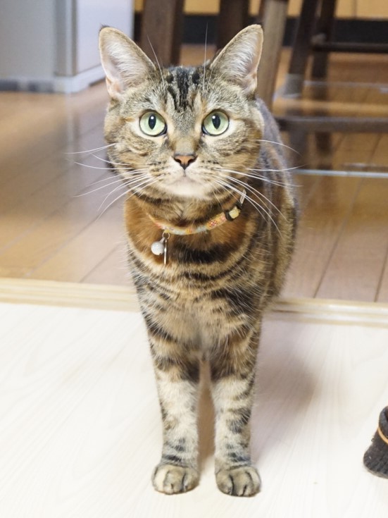 f:id:A-chi:20180728035304j:image:w420