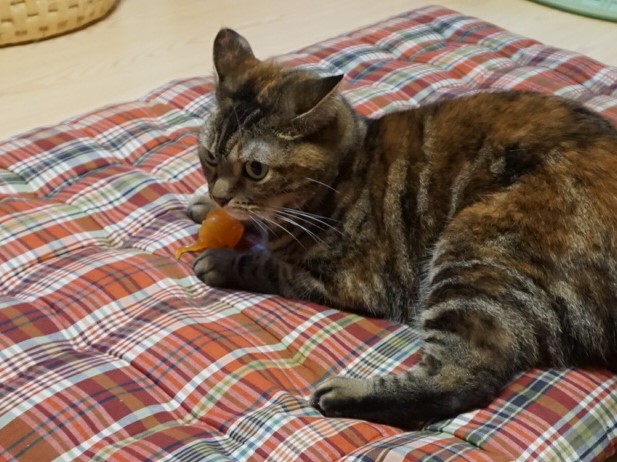 f:id:A-chi:20180729040628j:image:w490