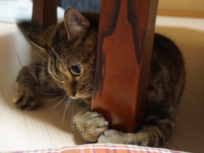 f:id:A-chi:20180803031429j:image:w490