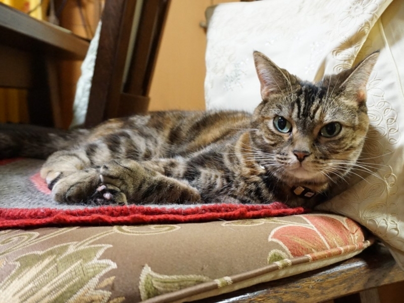 f:id:A-chi:20180807025827j:image:w490