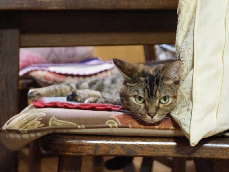 f:id:A-chi:20180810022538j:image:w490