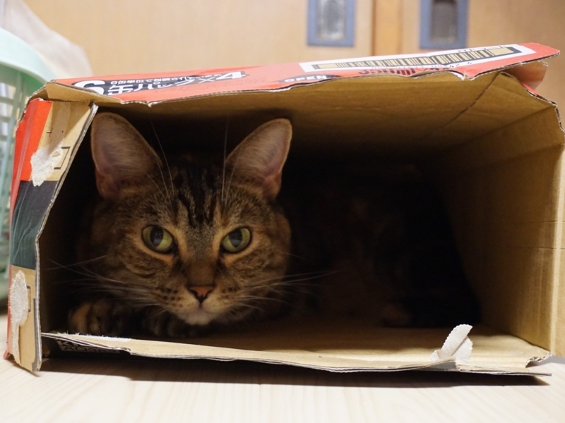 f:id:A-chi:20180826034426j:image:w490