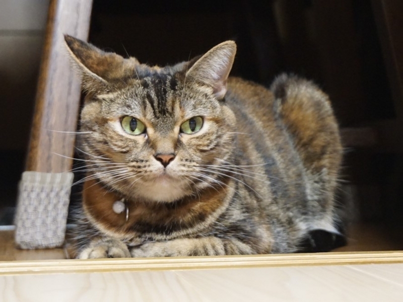 f:id:A-chi:20180828025123j:image:w490