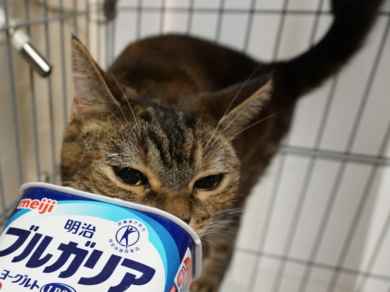 f:id:A-chi:20180903021815j:image:w490