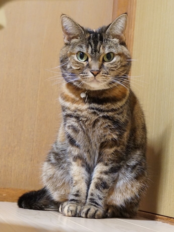 f:id:A-chi:20180928025722j:image:w420