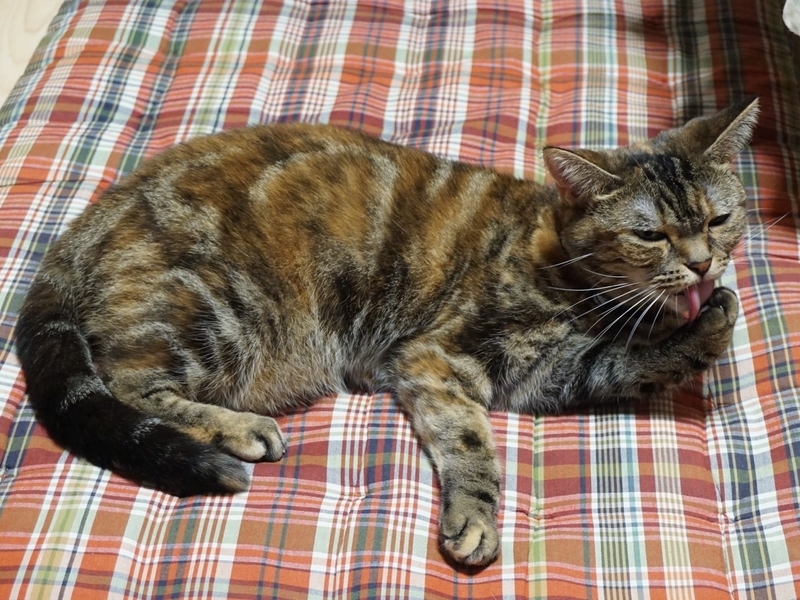 f:id:A-chi:20181005032413j:image:w490