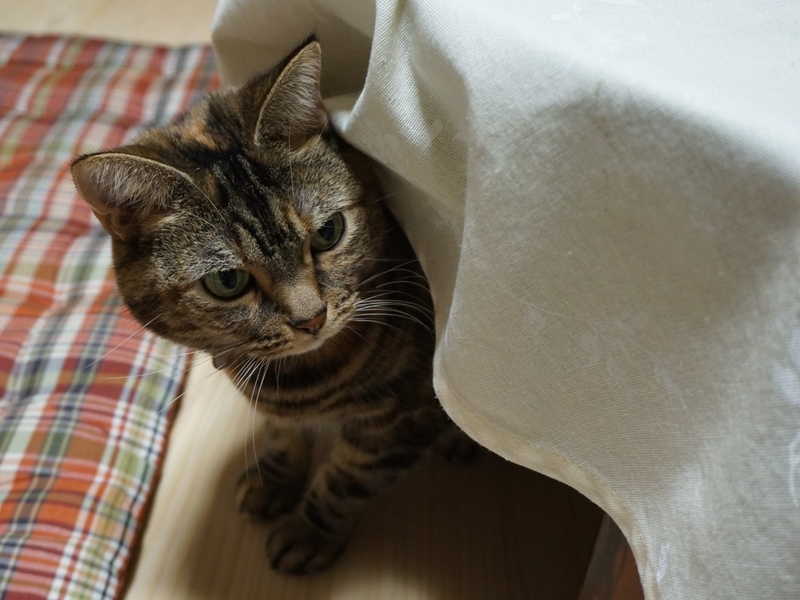 f:id:A-chi:20181006031944j:image:w490