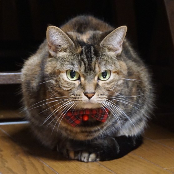 f:id:A-chi:20181020024756j:image:w470