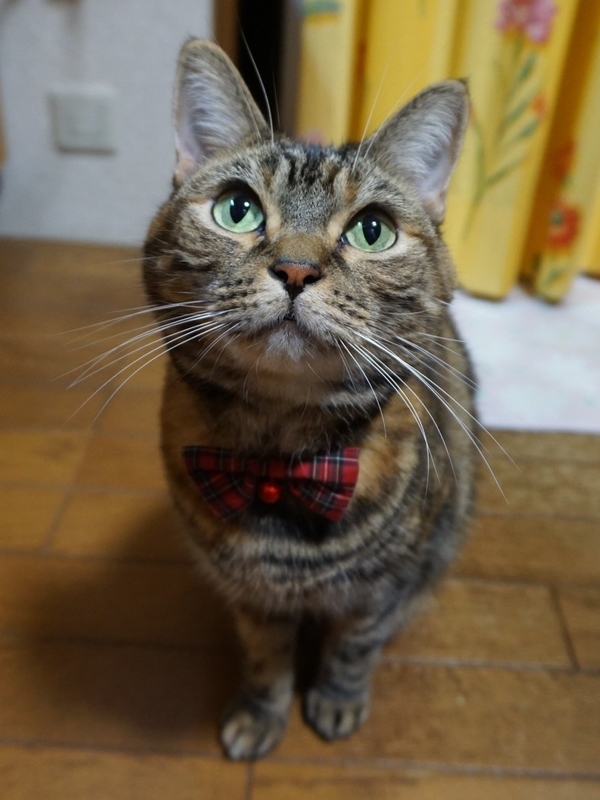 f:id:A-chi:20181022023225j:image:w420