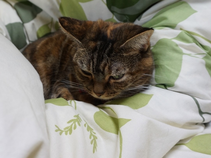 f:id:A-chi:20181030023418j:image:w490