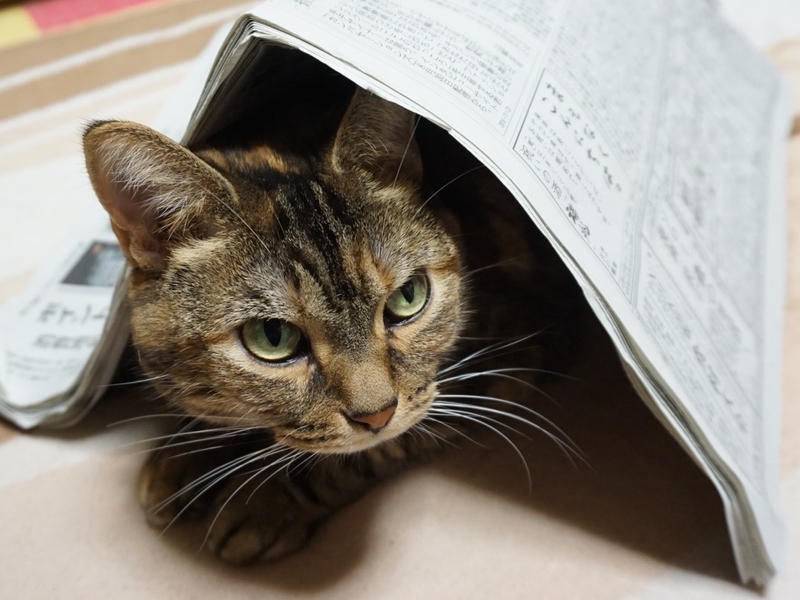 f:id:A-chi:20181126021839j:image:w490