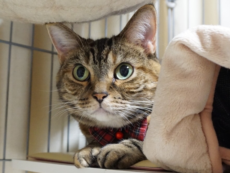 f:id:A-chi:20181213021736j:image:w490