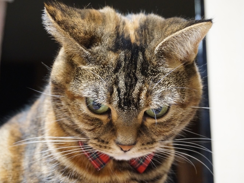 f:id:A-chi:20181217024459j:image:w490