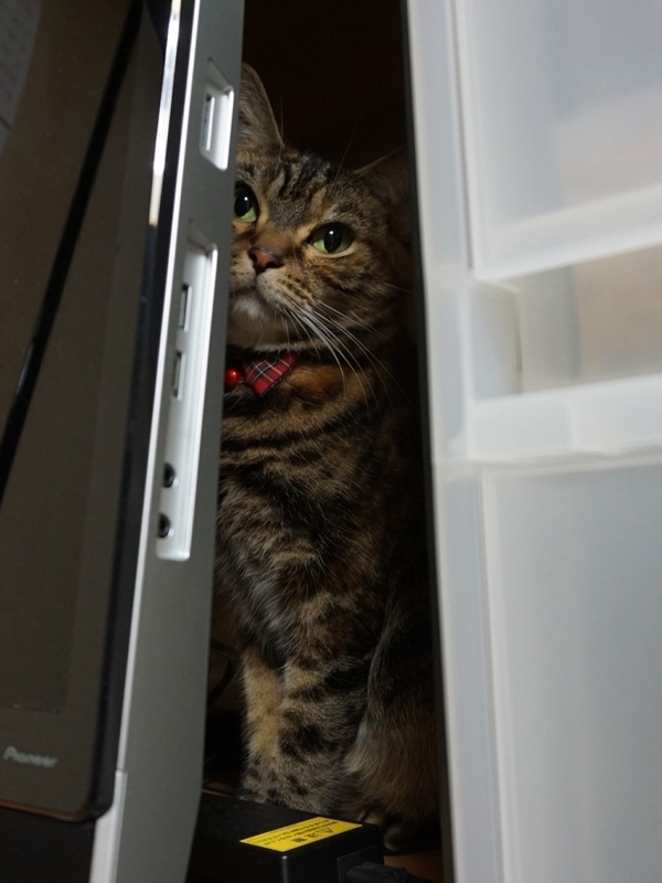 f:id:A-chi:20190105025921j:image:w420