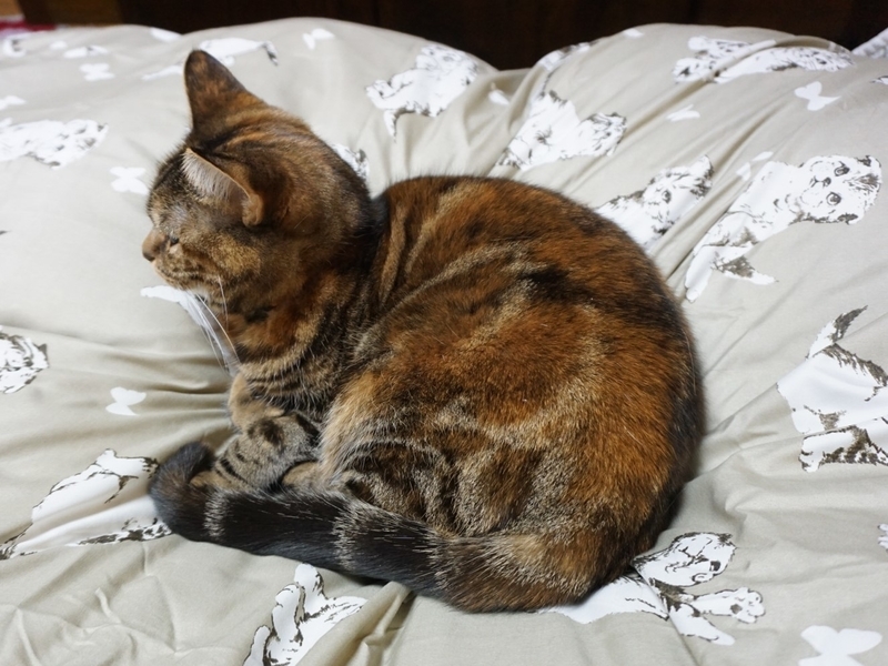 f:id:A-chi:20190108020453j:image:w490