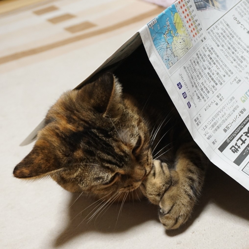 f:id:A-chi:20190203033529j:image:w470