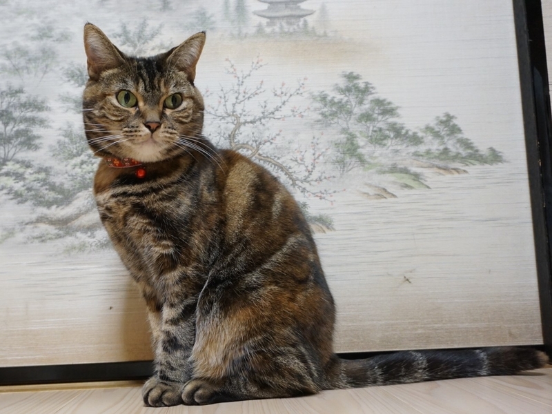 f:id:A-chi:20190214025140j:image:w490