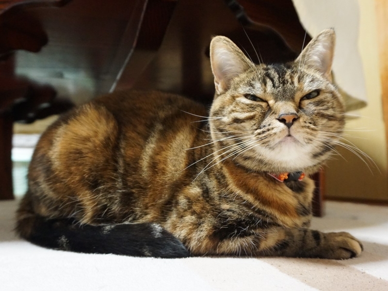 f:id:A-chi:20190215014120j:image:w490