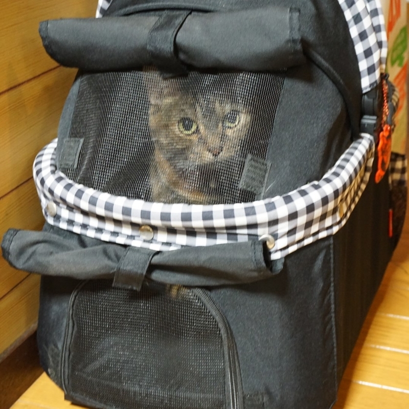 f:id:A-chi:20190313021811j:image:w470