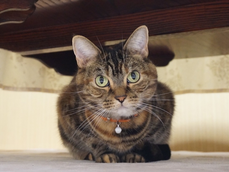 f:id:A-chi:20190411021529j:image:w490