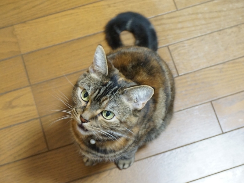 f:id:A-chi:20190419210455j:image:w490