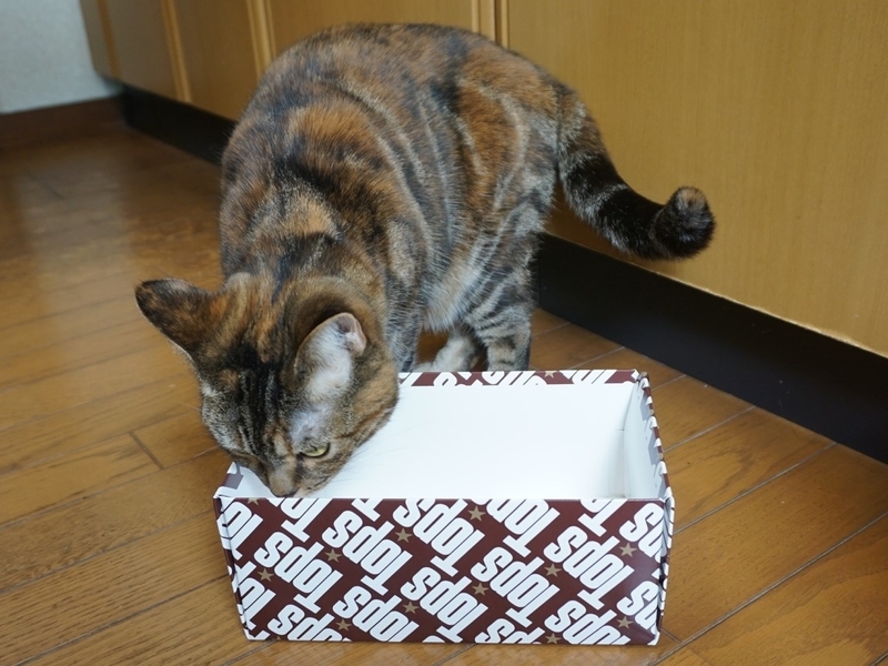 f:id:A-chi:20190507041127j:image:w490