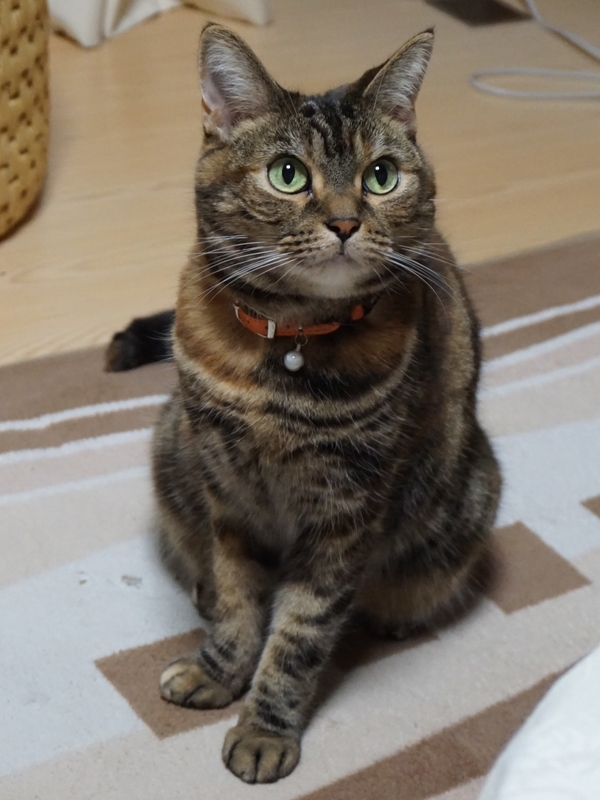 f:id:A-chi:20190517213230j:image:w420