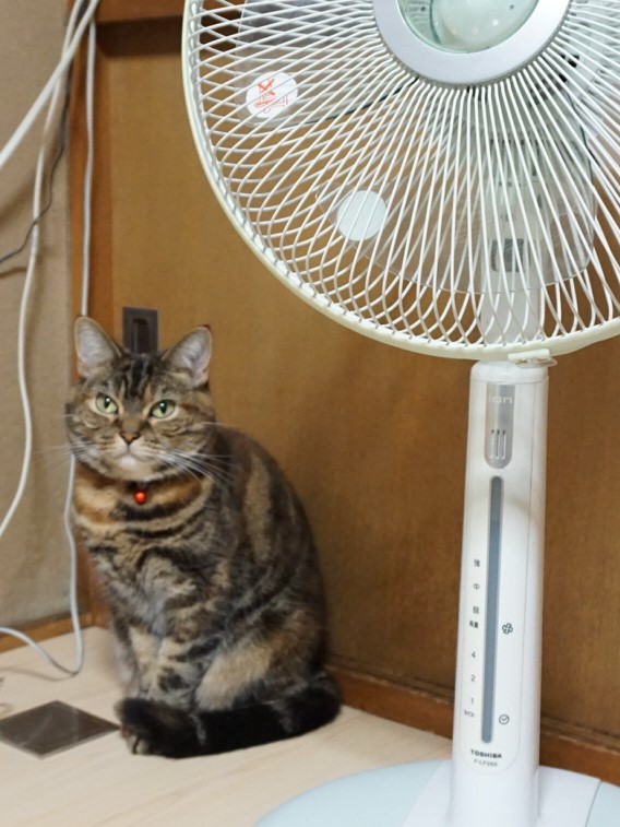 f:id:A-chi:20190612122645j:image:w420