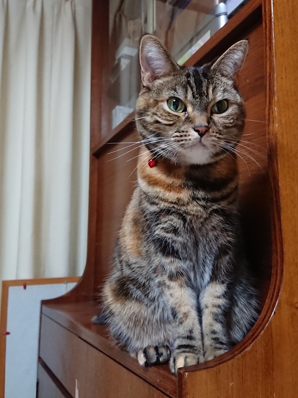 f:id:A-chi:20190616210859j:image:w420