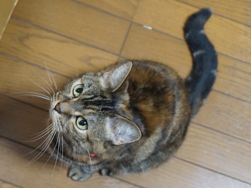 f:id:A-chi:20190618121510j:image:w490 f:id:A-chi:20190618121510j:image:w490