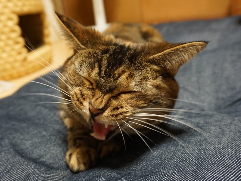 f:id:A-chi:20190623210414j:image:w490