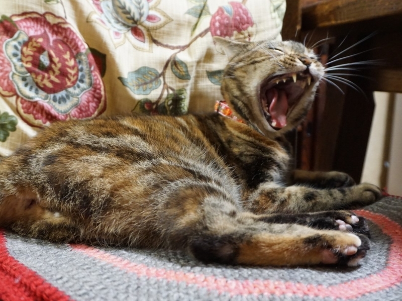 f:id:A-chi:20190625234106j:image:w490