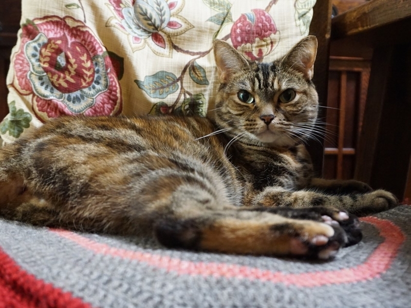 f:id:A-chi:20190625234114j:image:w490