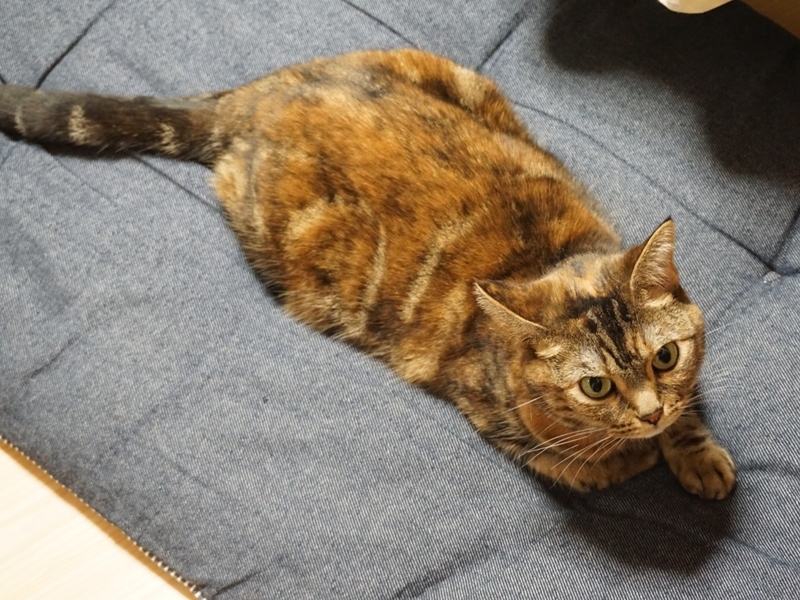 f:id:A-chi:20190628003534j:image:w490