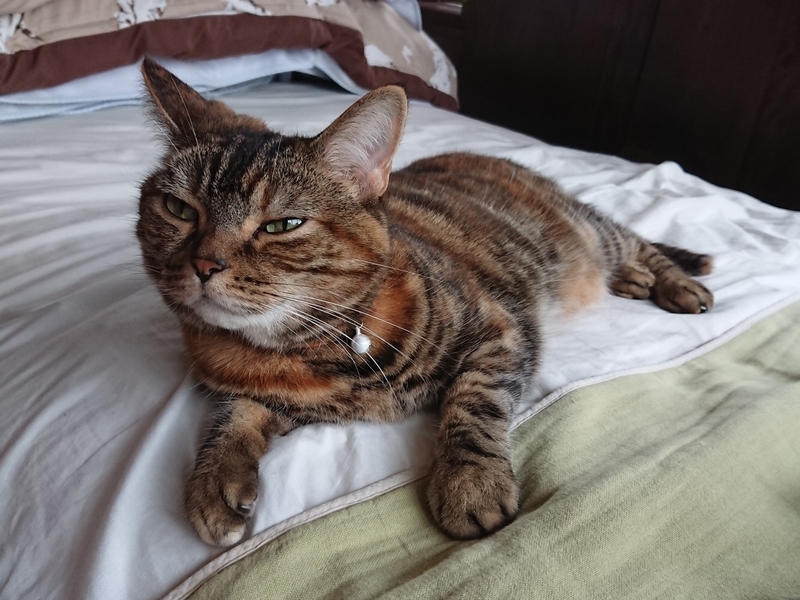 f:id:A-chi:20190630201409j:image:w490