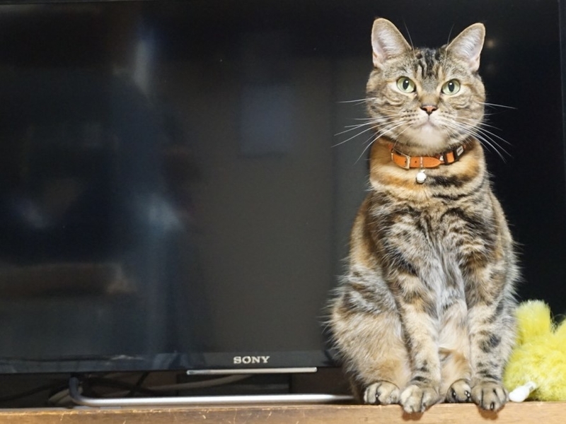 f:id:A-chi:20190804204827j:image:w490