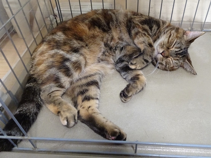 f:id:A-chi:20190826121815j:image:w490