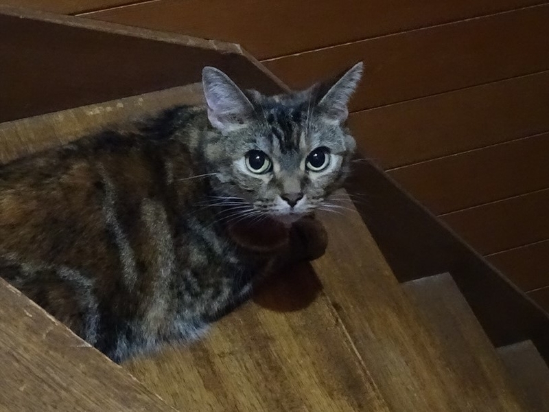 f:id:A-chi:20190831141855j:image:w490