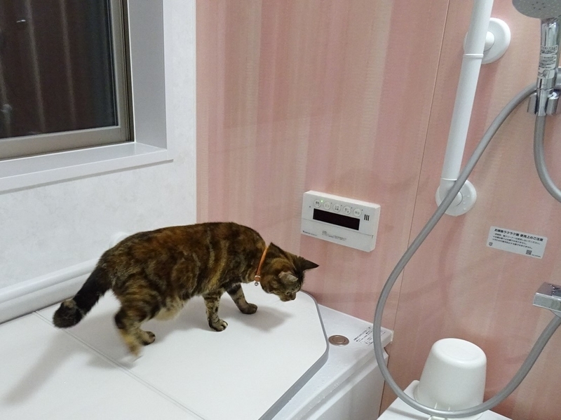 f:id:A-chi:20190903123626j:image:w490